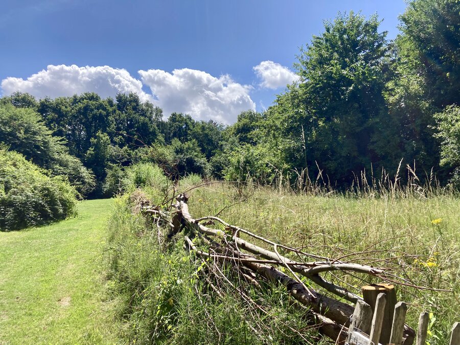 Takken en gras aan een bosrand